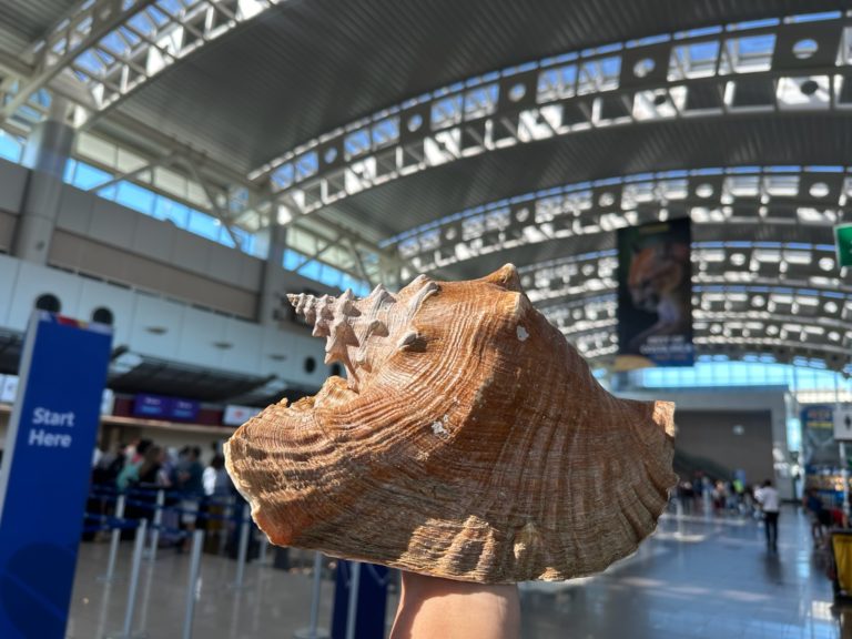 AERIS lanza campaña de concientización a turistas para que no extraigan conchas de las playas