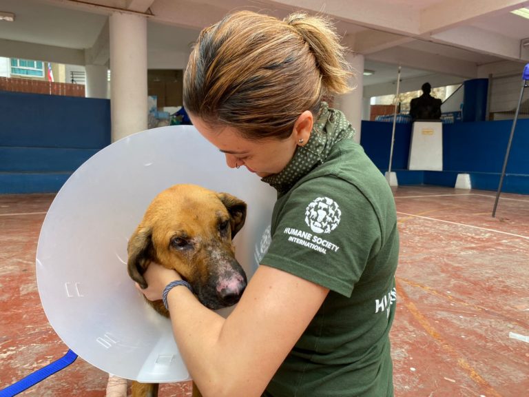 Costarricense forma parte de equipo internacional que apoya a animales afectados por los incendios en Chile