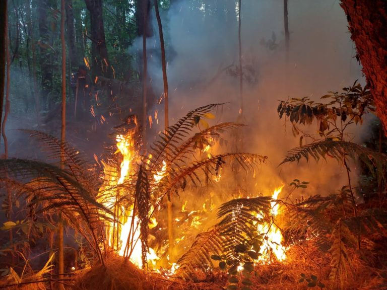Incendio consumió una hectárea del sector Prusia; fuego ya fue controlado
