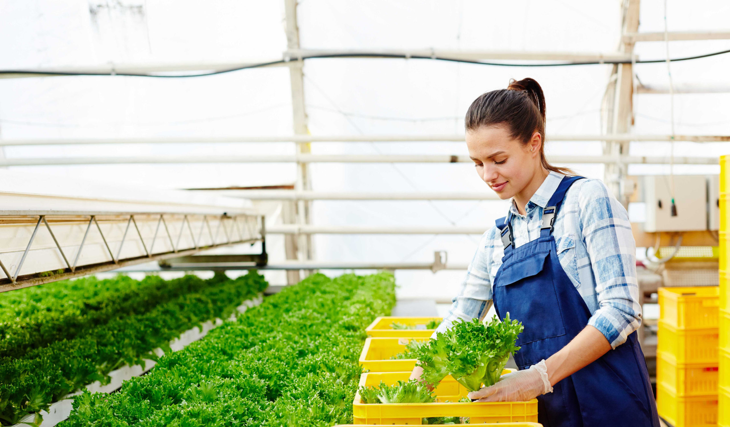 Imagen principal del artículo: Buscan mipymes y empresas del sector agro para programa que dará capital semilla por hasta $20 mil