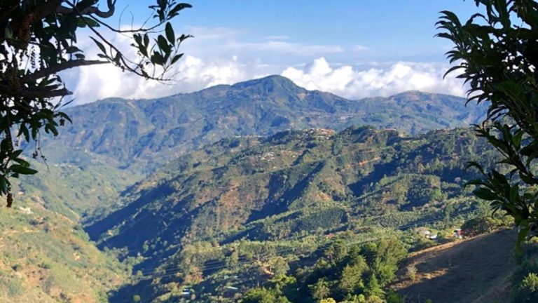 El café, agente de construcción de paz social