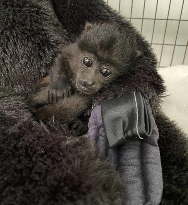 ¿Cómo ayudar a la fauna silvestre en caso de electrocución o atropello?