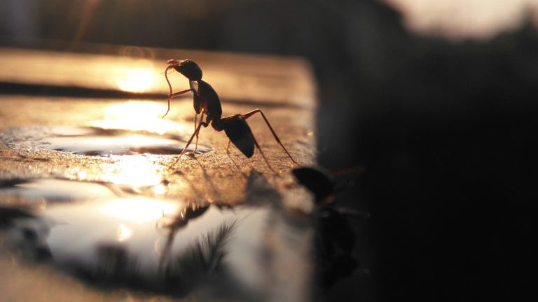 Lecciones de colaboración  y supervivencia en la naturaleza