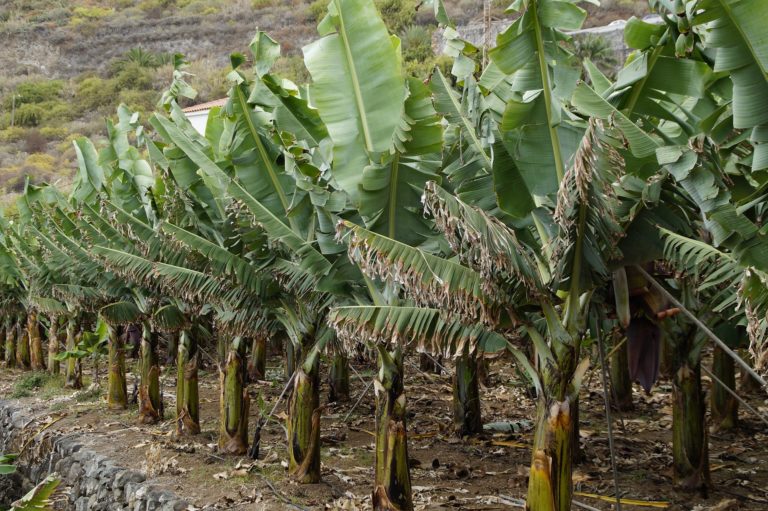 Bananos, personas no, sino bananos es lo que sigue habiendo allí