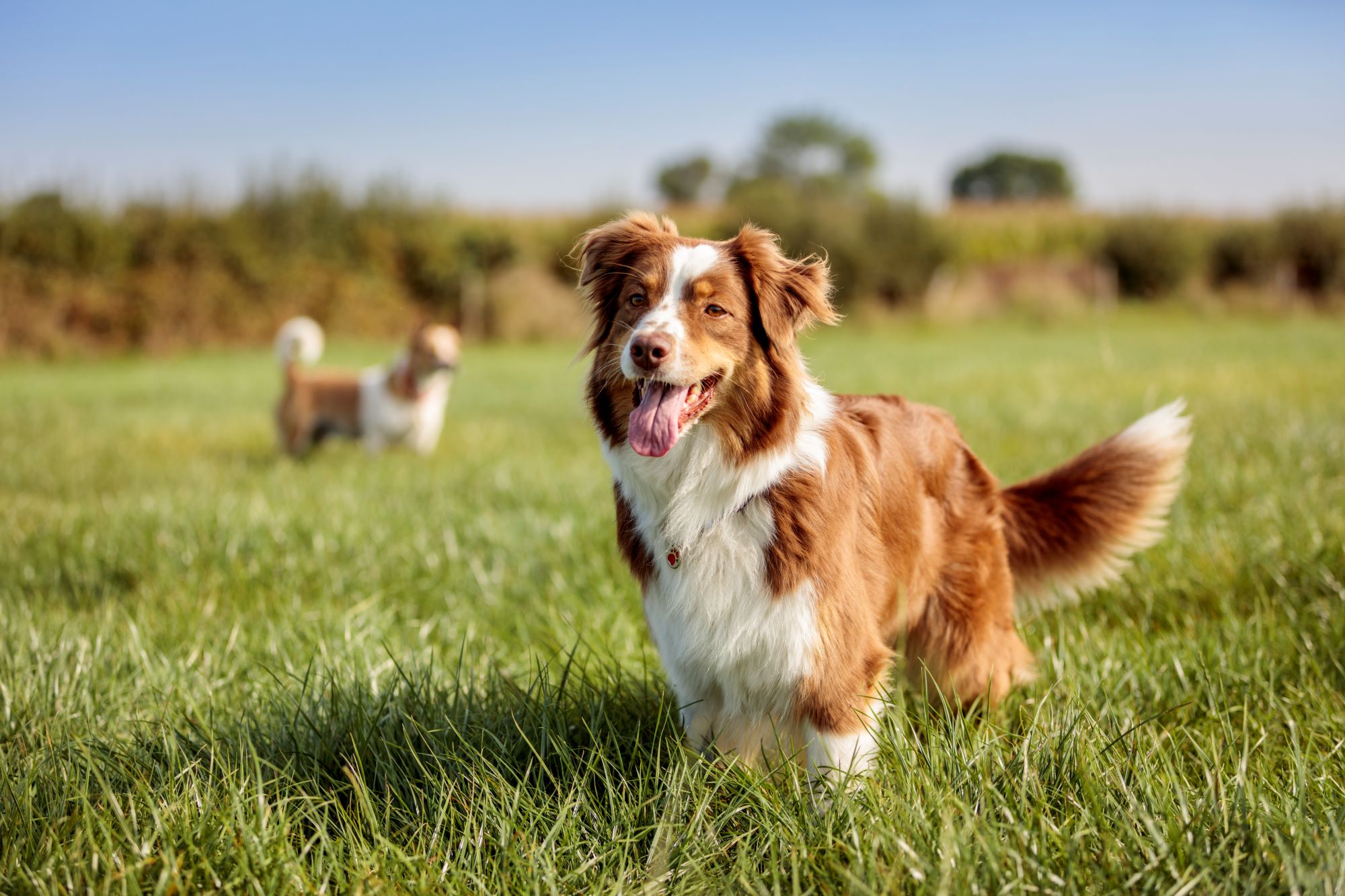 Imagen principal del artículo: Médicos veterinarios recuerdan la importancia de la vacunación en perros y gatos para prevenir padecimientos graves