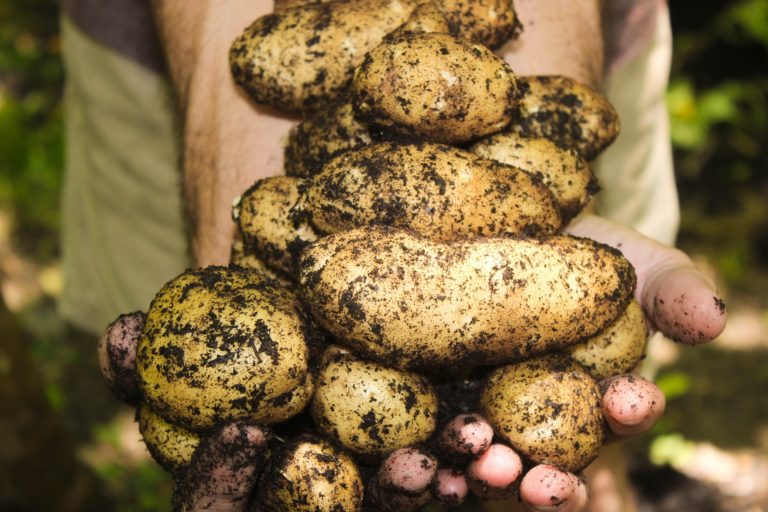 Defensoría: Urge mayor apoyo a agricultores para garantizar la seguridad alimentaria
