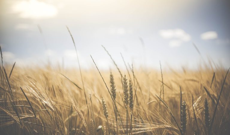 Un compromiso regional en marcha por la seguridad alimentaria y un futuro sostenible