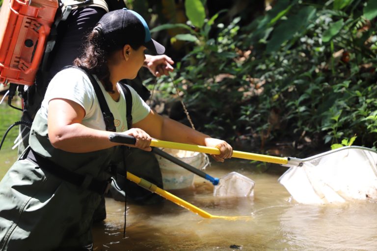 Ríos de la Cuenca del Sixaola más contaminados se ubican cerca de bananeras y centros de población