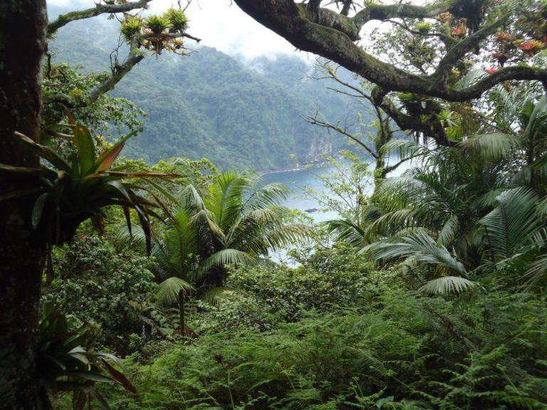 Costa Rica oficializa la certificación “Madera Legal” para compras públicas sustentables