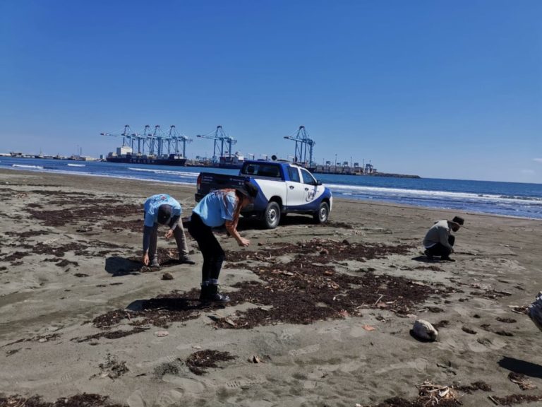 APM Terminals convoca a jornada de recolección de residuos sólidos en playa Moín