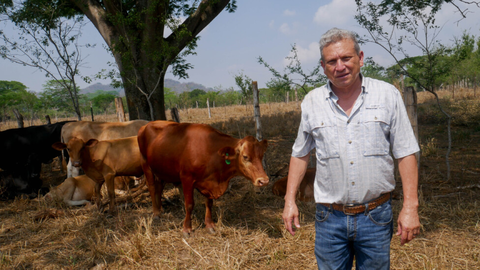 Imagen principal del artículo: Ganadería sostenible avanza lenta pero segura en América Central