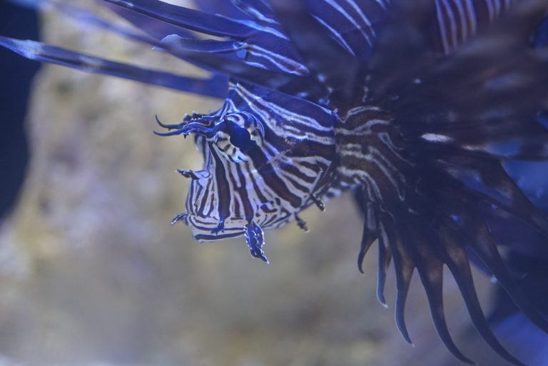 Peces invasores, un problema país