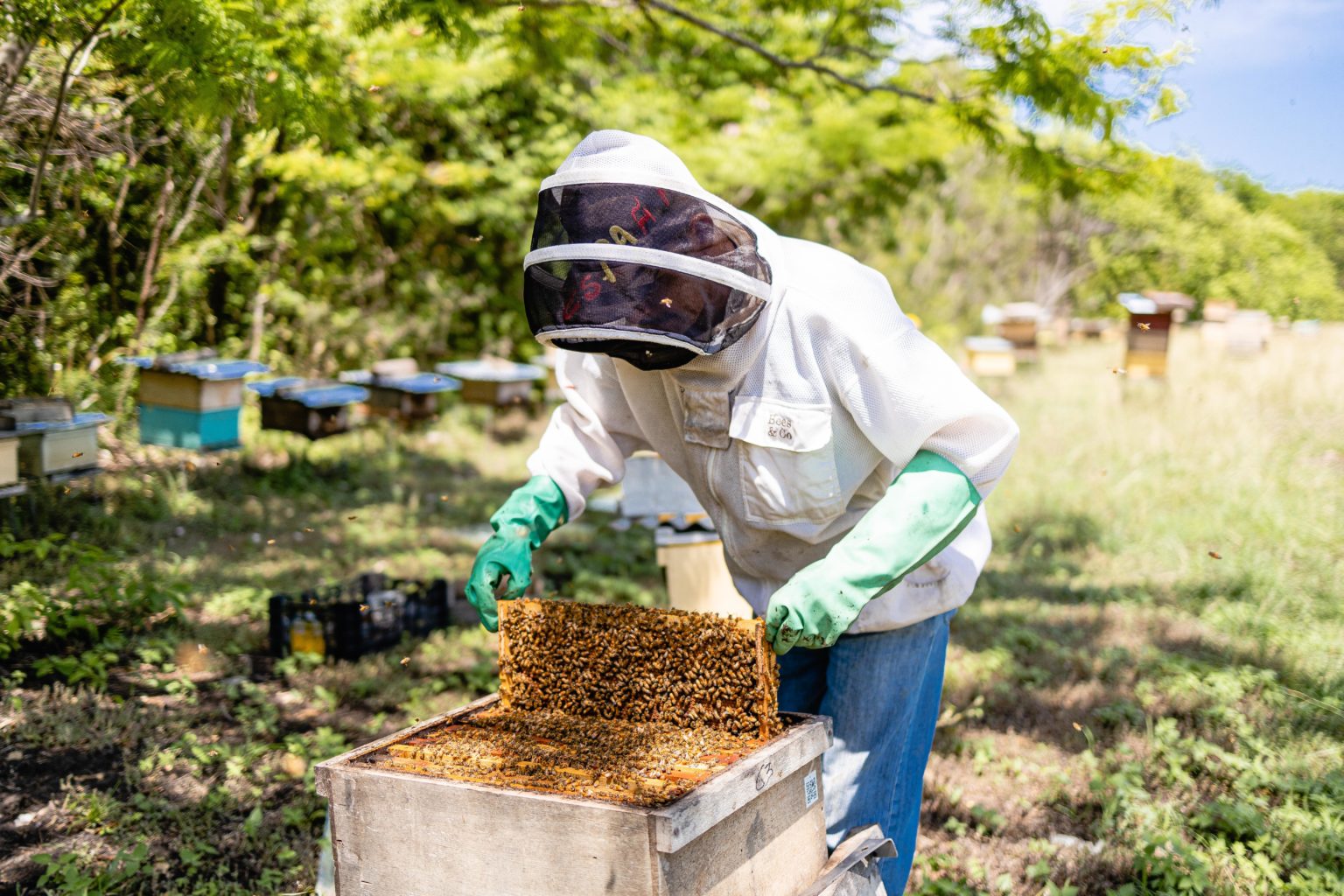 Imagen principal del artículo: Apiario Reserva Conchal: proyecto destaca por colaboración entre comunidades locales y abejas
