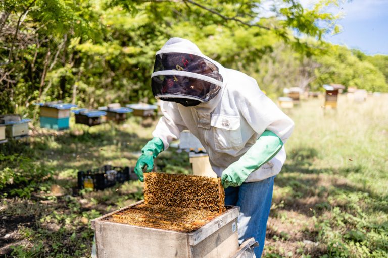 Apiario Reserva Conchal: proyecto destaca por colaboración entre comunidades locales y abejas