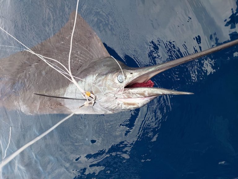 Consejo de Pesca Deportiva de la Zona Sur denuncia muerte de cientos de peces a causa de la pesca ilegal