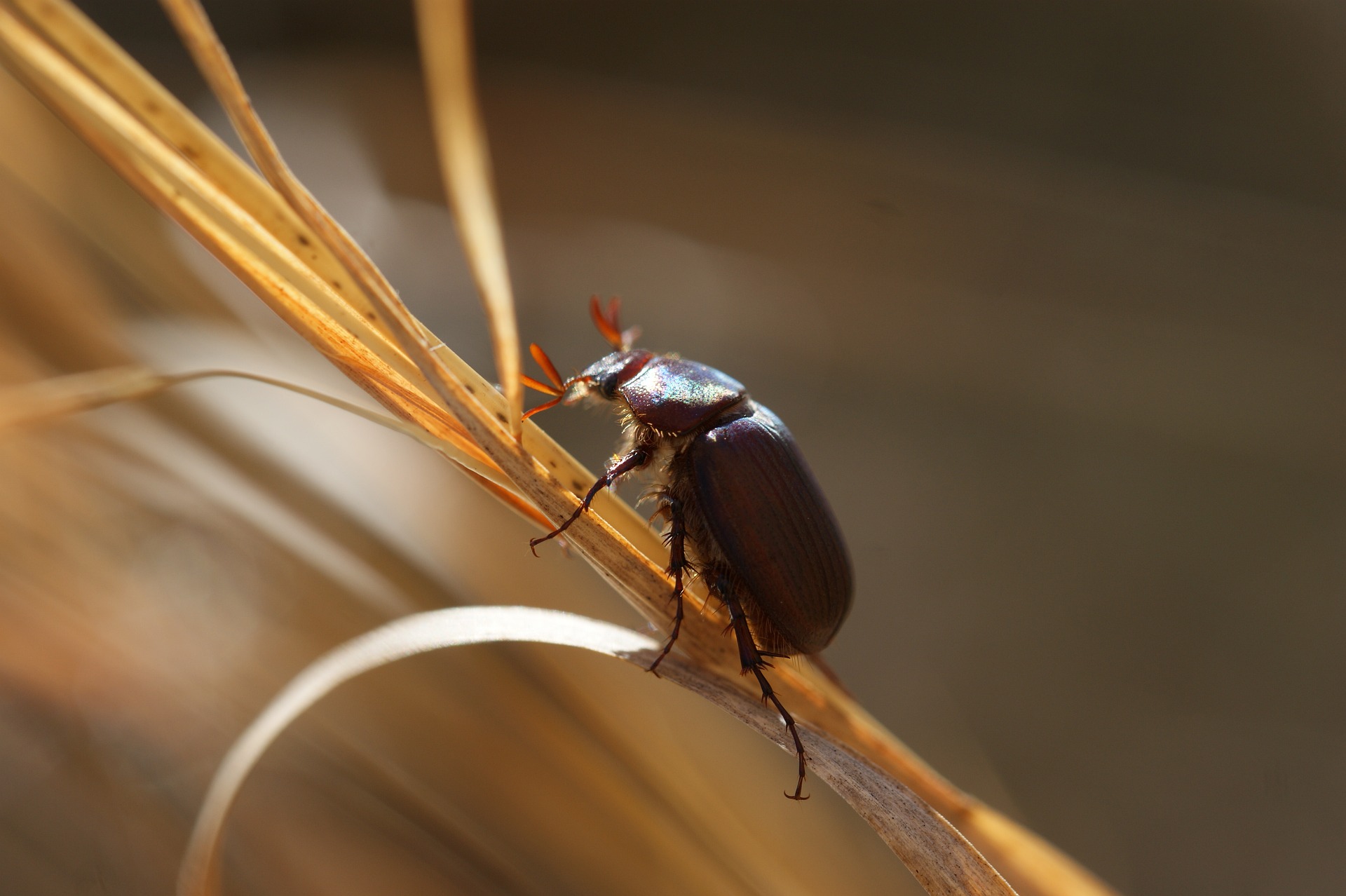 Imagen principal del artículo: Insecticidios