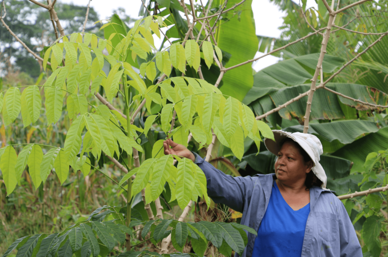 Expertos advierten de cambios perjudiciales en el Programa de Pago por Servicios Ambientales