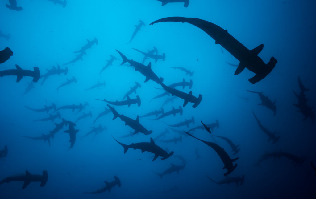 Proyecto que prohibe la pesca de tiburones en peligro de extinción avanza en la Asamblea Legislativa