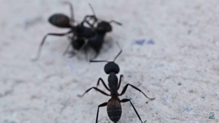 "La invasión de las Hormigas Locas": UCR lanza documental sobre peligroso insecto