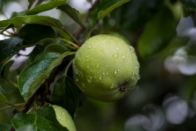 Una manzana envenenada
