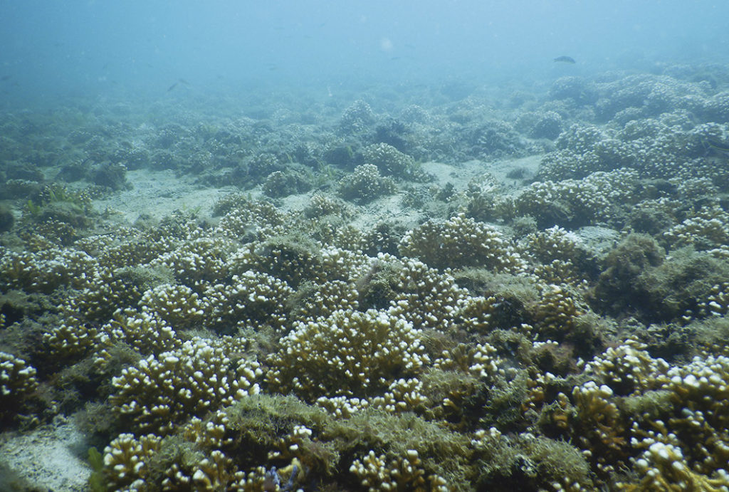 Proyecto que obliga al Minae a llevar un monitoreo de los corales y pastos marinos avanza al plenario
