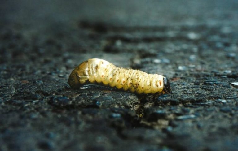 Colegio de Veterinarios urge a la ciudadanía a tomar medidas ante plaga de gusano barrenador