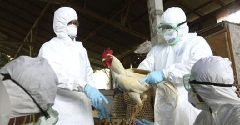 OMS reporta primer caso confirmado y muerte por influenza aviar A(H5N2) en humanos