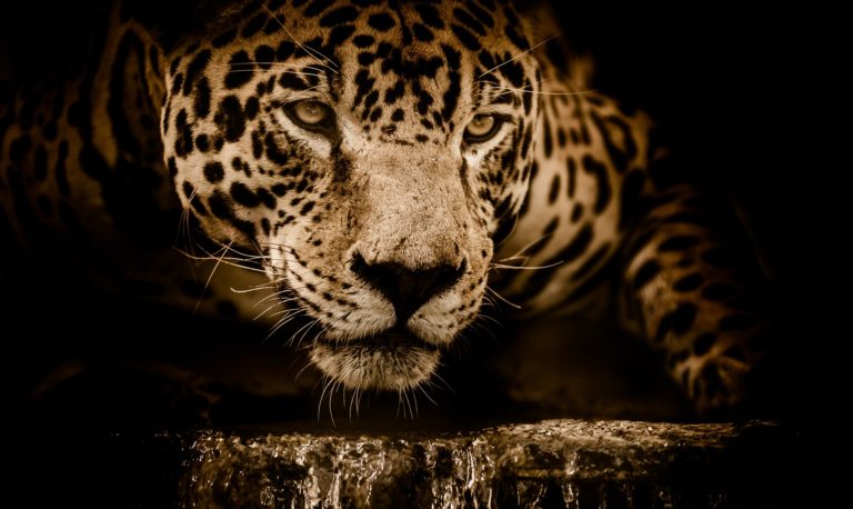 El verdadero jaguar
