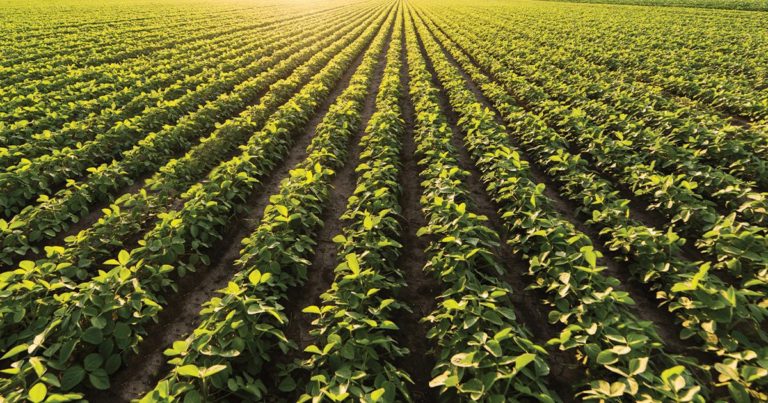 Sector agropecuario solicita medidas urgentes para enfrentar daños por tormenta Sara y desafíos estructurales
