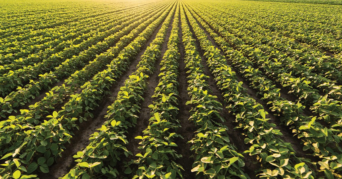 Imagen principal del artículo: IICA lanza curso virtual gratuito sobre sistemas agroalimentarios para fortalecer capacidades del sector