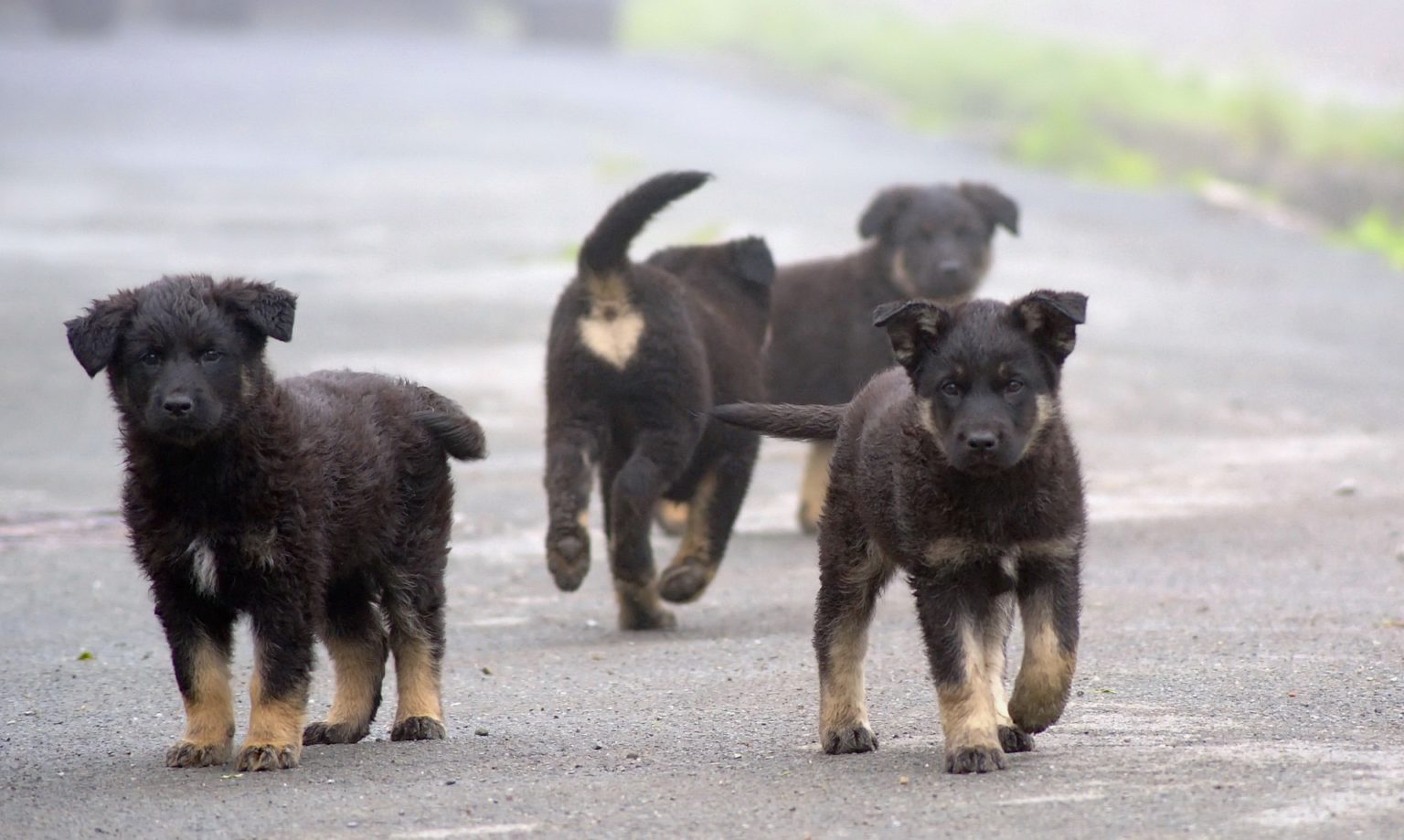 Imagen principal del artículo: En Costa Rica 44.7% de los tutores tienen perros sin raza determinada, especialistas recuerdan la tenencia responsable de su adopción