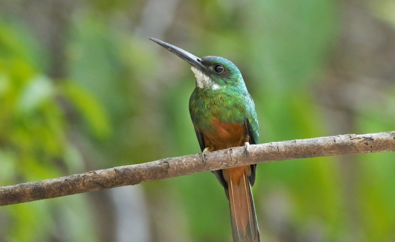 Avistamiento de ave a mayor altura en Monteverde evidencia posibles efectos del cambio climático
