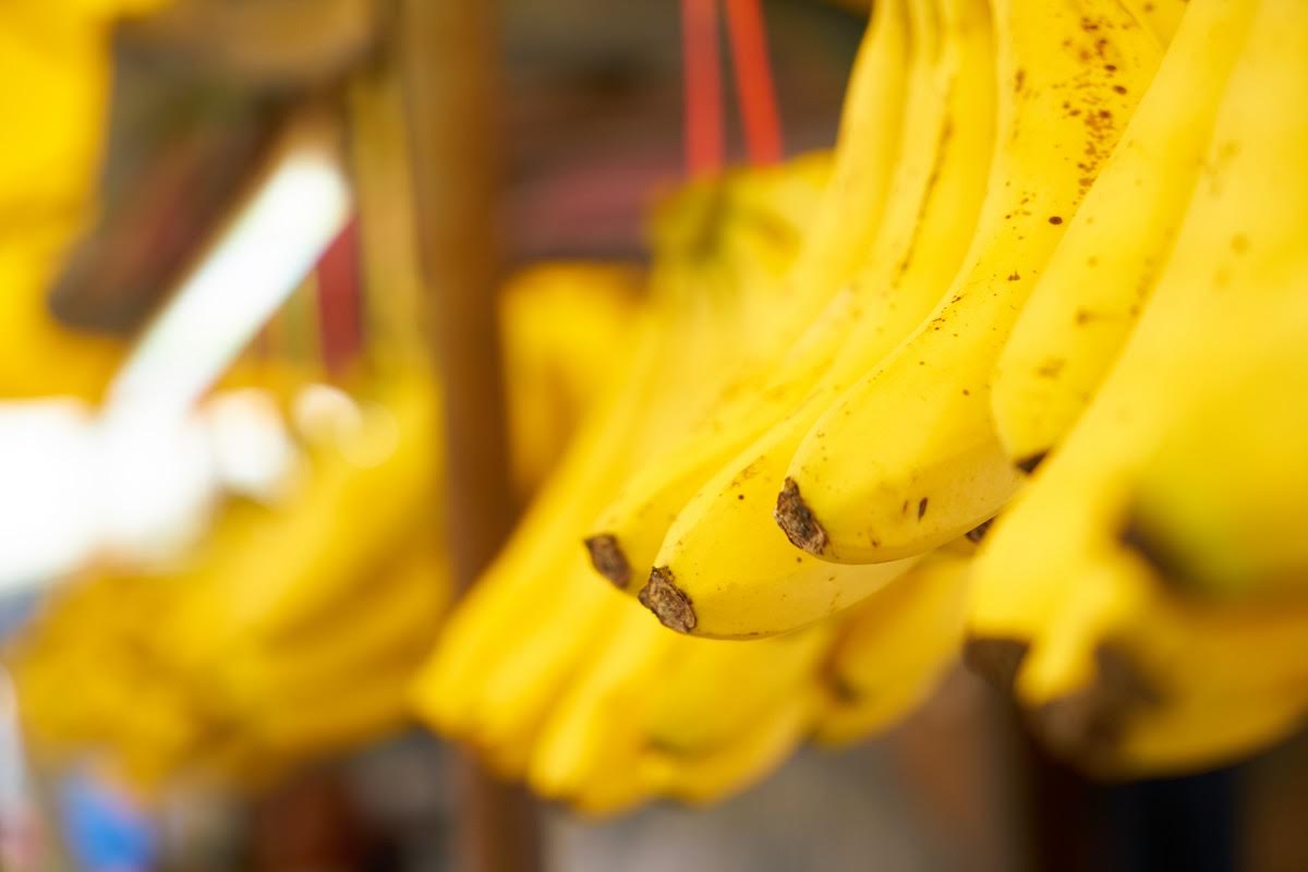 Imagen principal del artículo: Nueva molécula impulsa la producción sostenible de banano