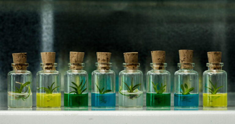 Lanzan programa de becas para formación en bioeconomía para Pymes y Pympas