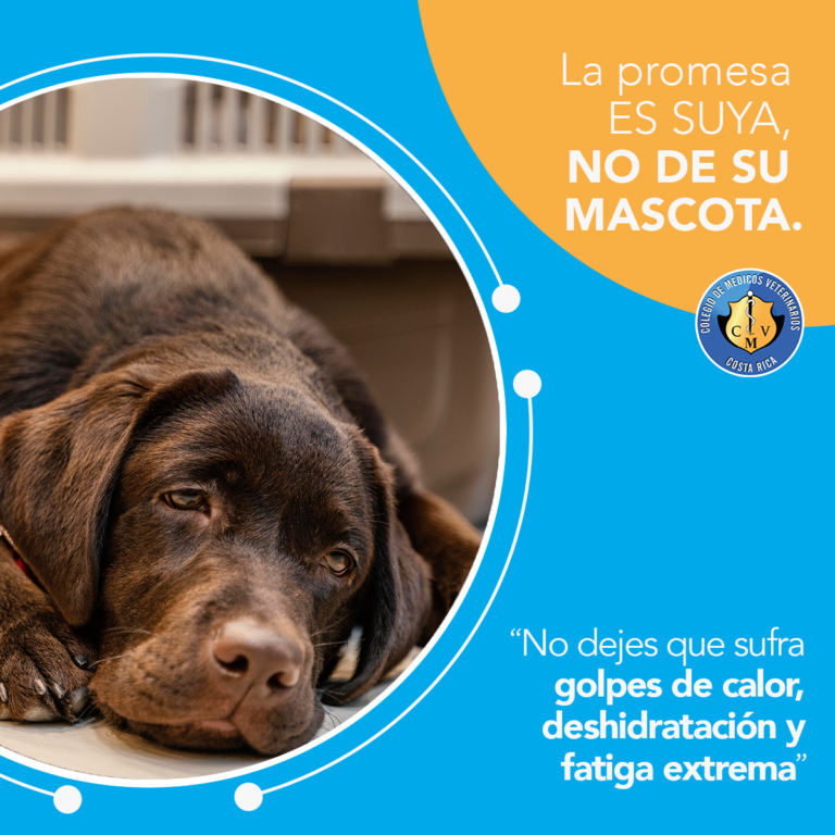 Colegio de Médicos Veterinarios pide a la población no llevar animales de compañía a la Romería