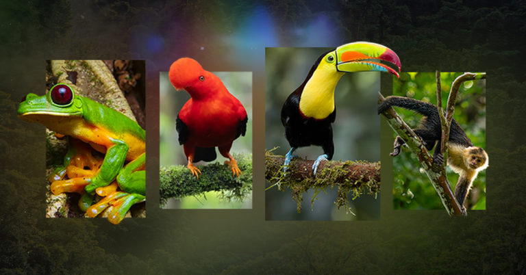 Pococí celebrará la 1ra Exposición de Fotografía de Naturaleza