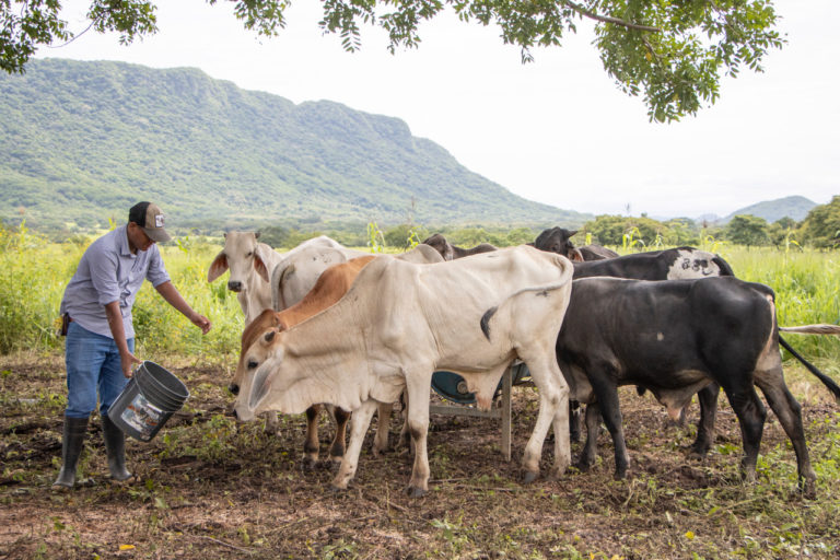 ADI en Nicoya implementa técnicas regenerativas para una ganadería sostenible