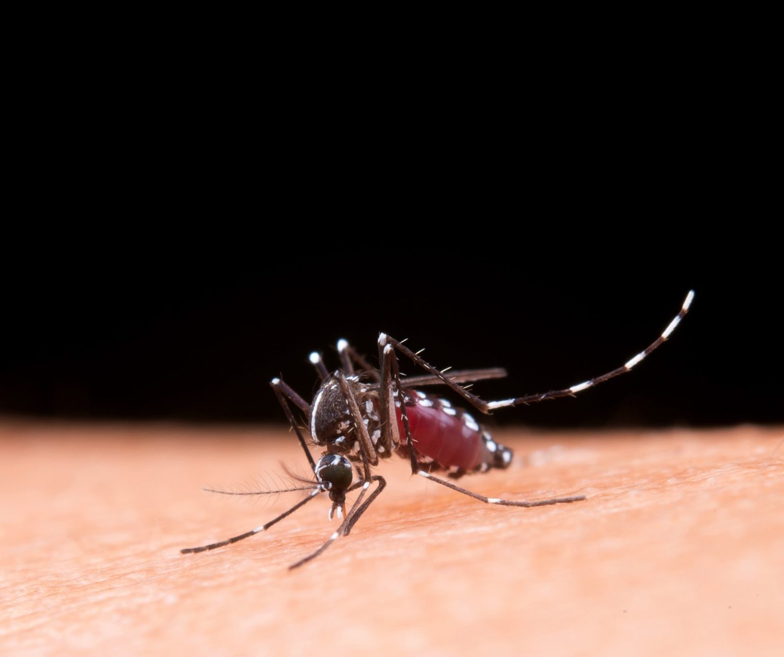 Imagen principal del artículo: Costa Rica acumula 3437 casos de dengue en 2026; más de mil adicionales respecto al mismo periodo del año anterior