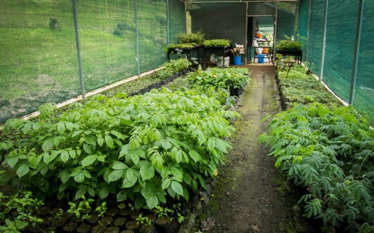3000 árboles reforestarán Carrillo, Monteverde, Uvita y Manuel Antonio