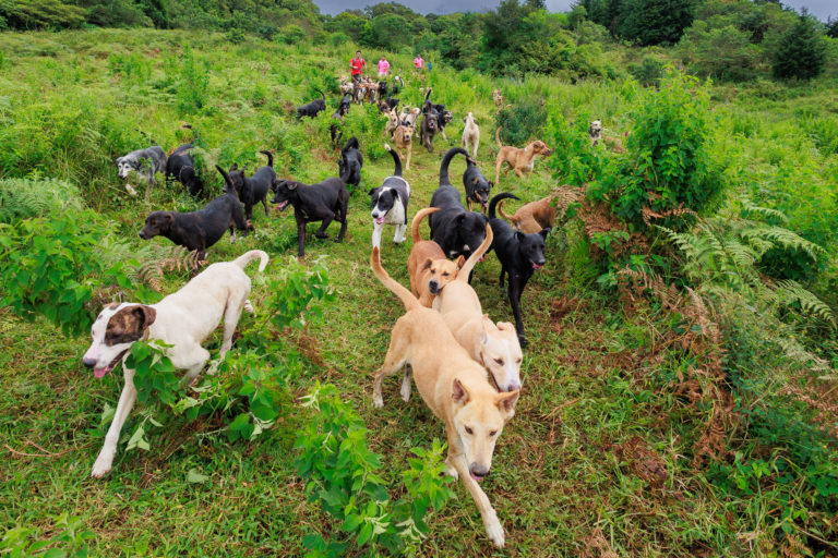 Zaguatón: Maratónica recaudará alimento para perros durante todo el mes de julio