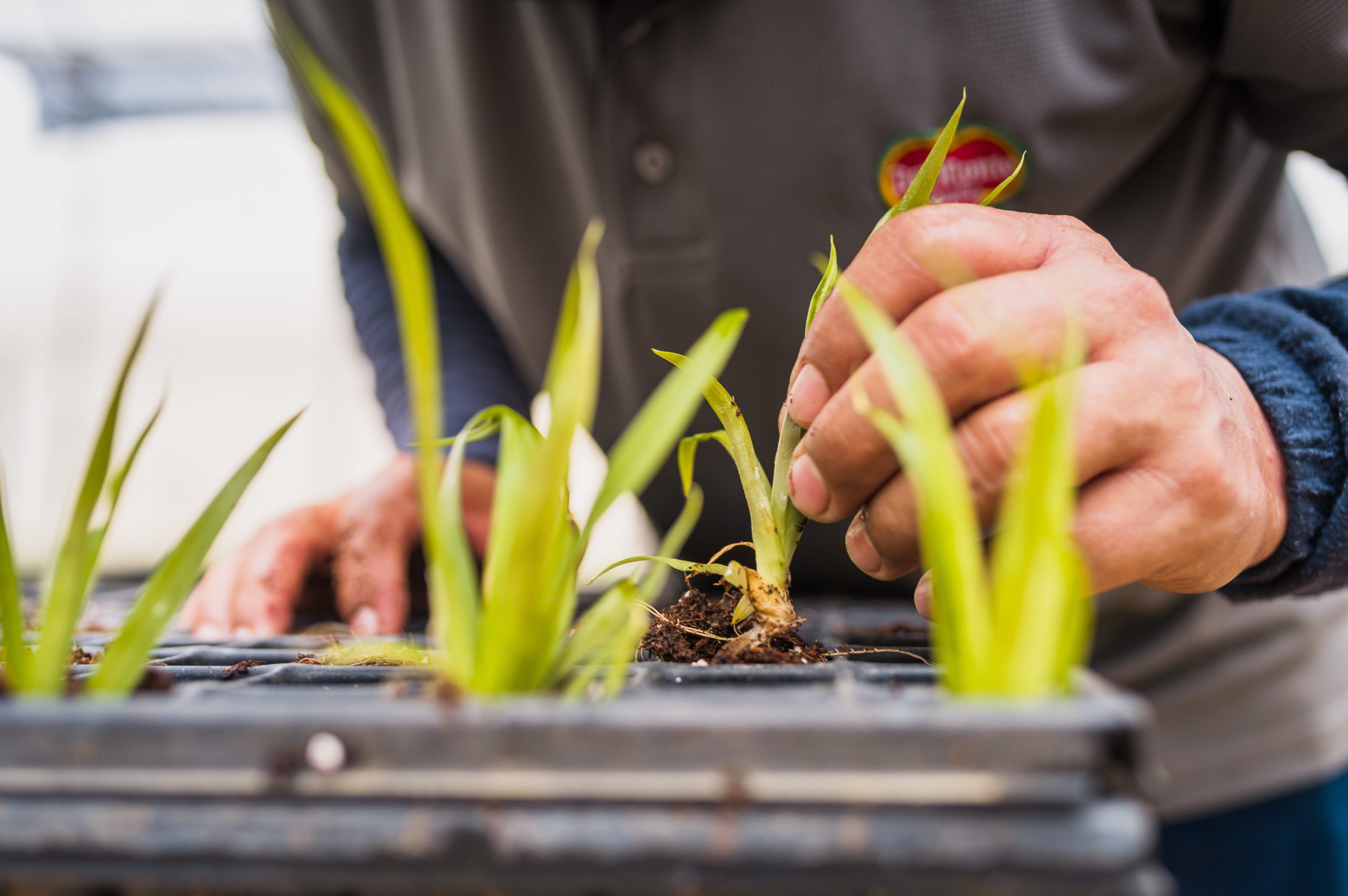 Imagen principal del artículo: Fresh Del Monte gana prestigioso premio mundial de sostenibilidad por proyecto en Costa Rica y Guatemala