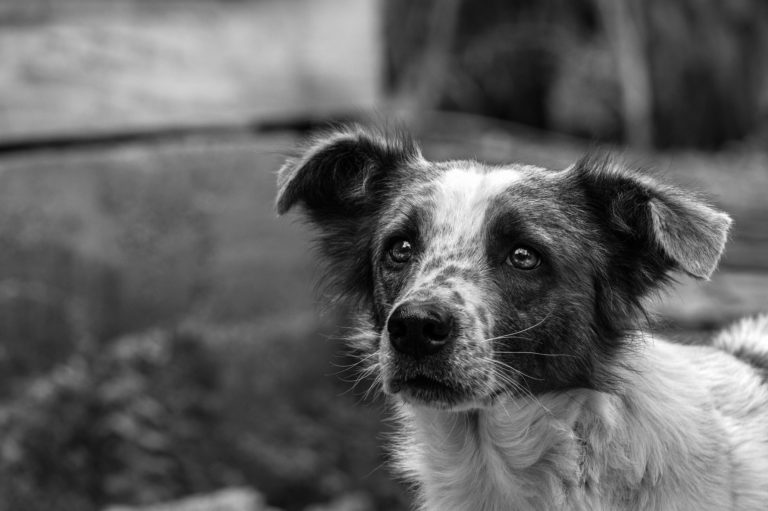 Realizarán feria de adopción de mascotas en el Starbucks de San Rafael de Escazú este 27 de julio