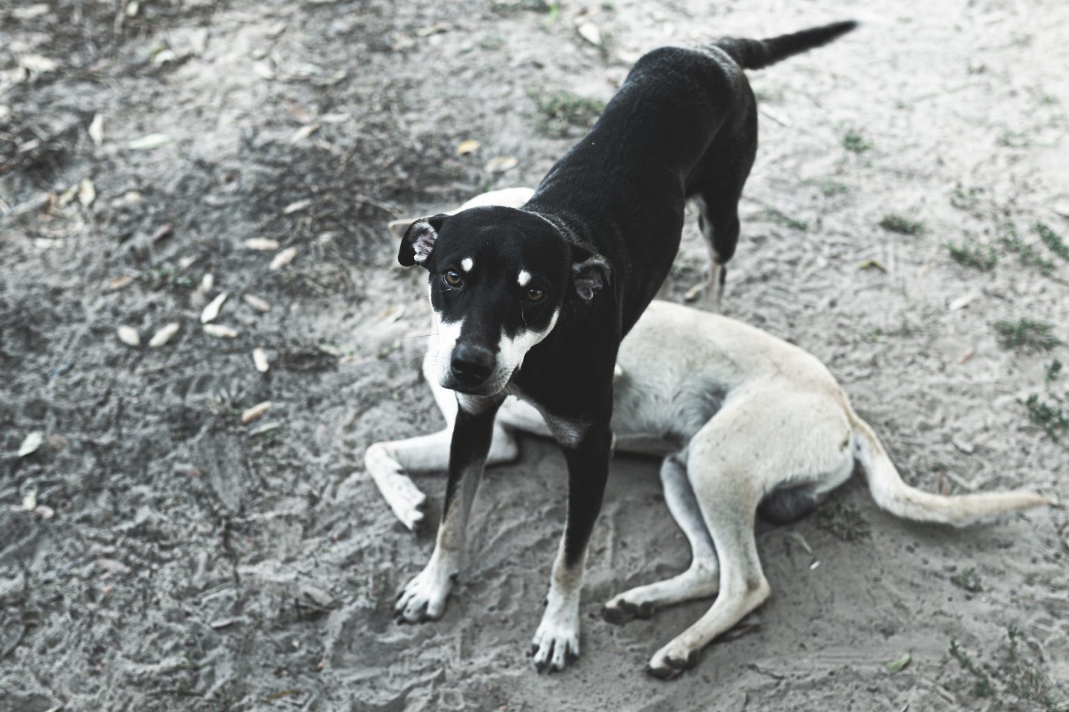 Imagen principal del artículo: Feria de adopción responsable de mascotas buscará un nuevo hogar a varios perritos
