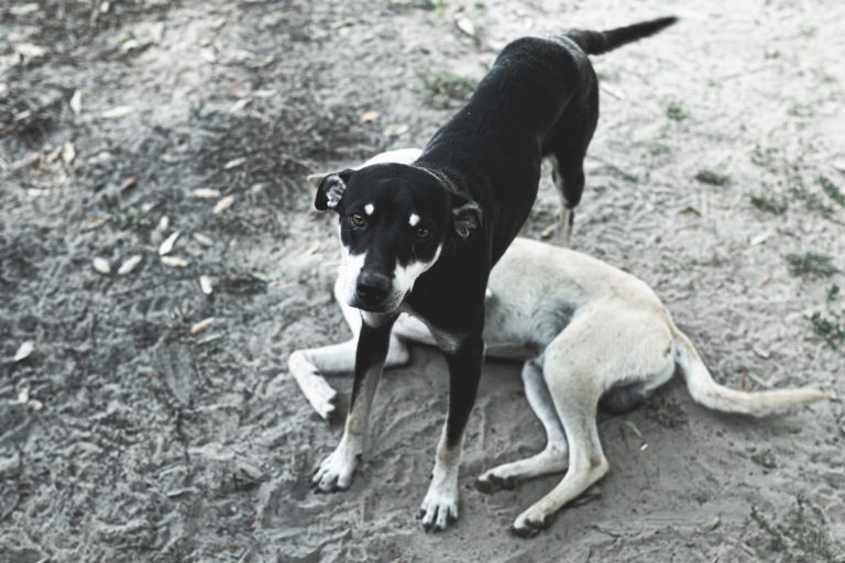 Feria de adopción responsable de mascotas buscará un nuevo hogar a varios perritos
