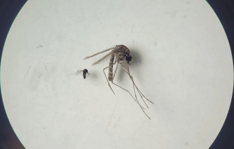 Salud alerta sobre brote de fiebre de Oropouche en Panamá