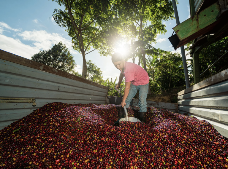 El primer café certificado regenerativo de Kiss The Ground es de Costa Rica