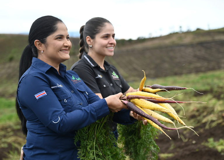 Zanahoria de colores: el revivir de una tradición agrícola
