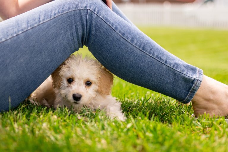 Décima edición de Expo Mascotería tendrá espacios de adopción de mascotas y más actividades este fin de semana