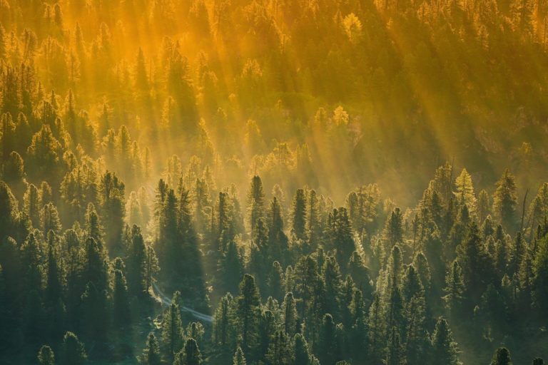Abren convocatoria para financiamiento de proyectos de conservación de bosques