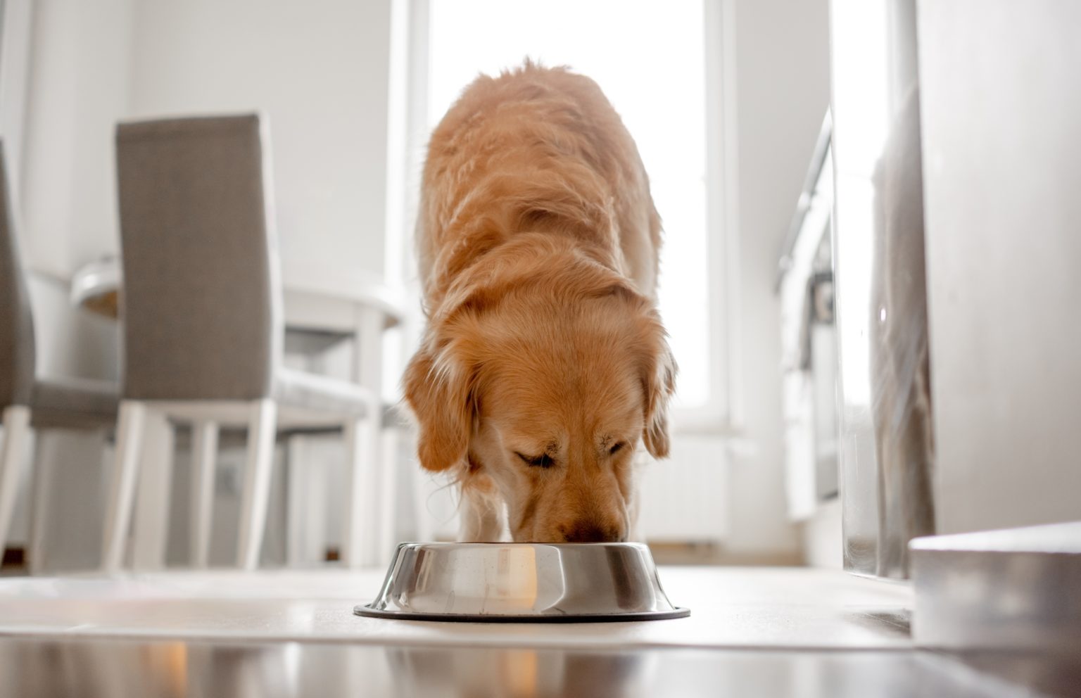 Imagen principal del artículo: Obesidad reduce hasta en 20% expectativa de vida de su mascota